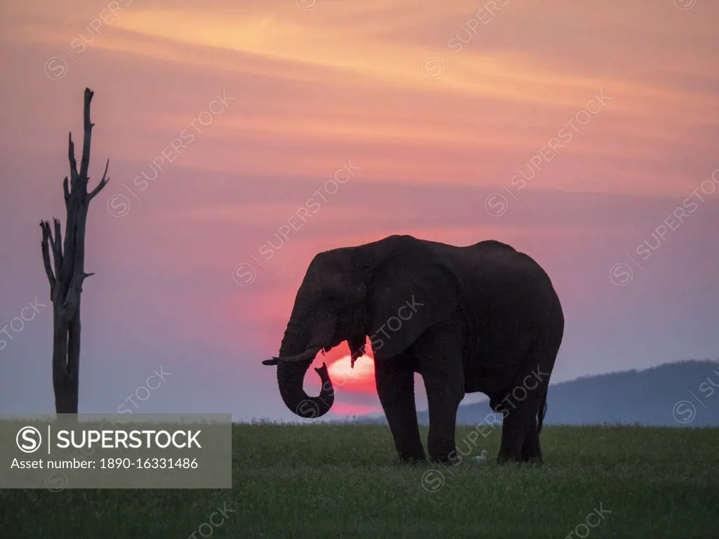 An adult African bush elephant (Loxodonta africana) at sunset on the shoreline of Lake Kariba, Zimbabwe, Africa