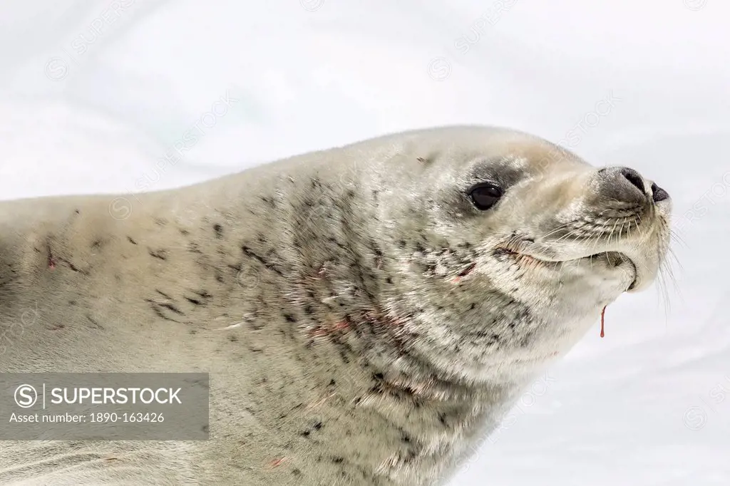 Female crabeater seal (Lobodon carcinophaga), Cuverville Island, near the Antarctic Peninsula, Southern Ocean, Polar Regions