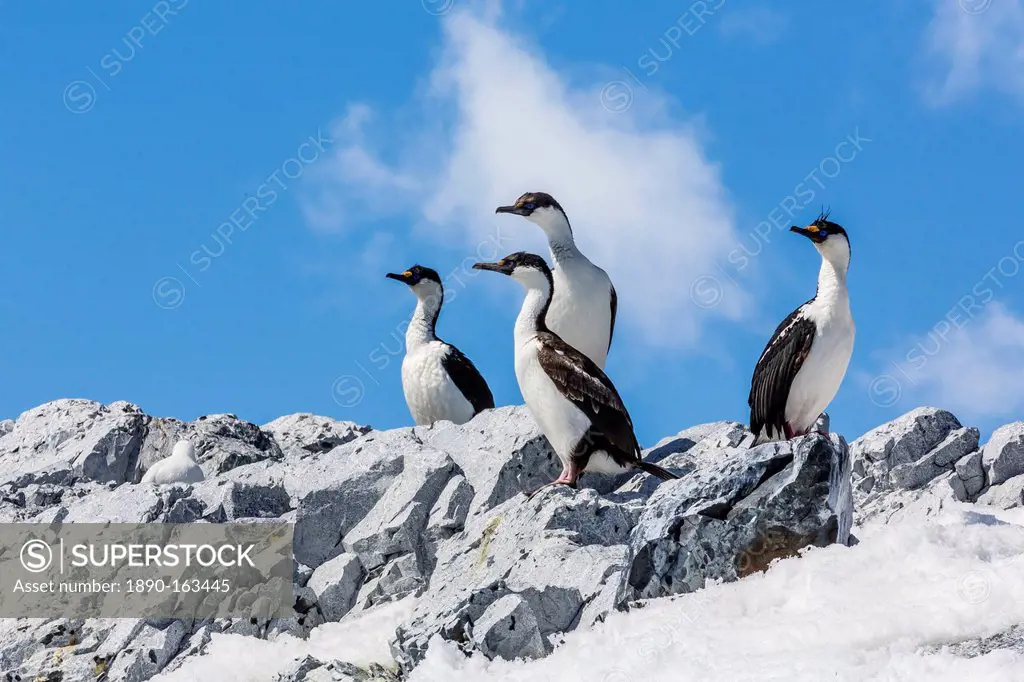 Adult Antarctic shags (Phalacrocorax (atriceps) bransfieldensis), Enterprise Islands, Antarctica, Polar Regions