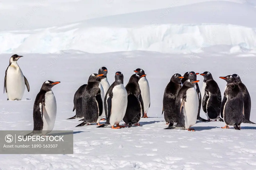 Recently fledged emperor penguin (Aptenodytes forsteri) with gentoo penguins (Pygoscelis papua), Enterprise Islands, Antarctica, Southern Ocean, Polar...