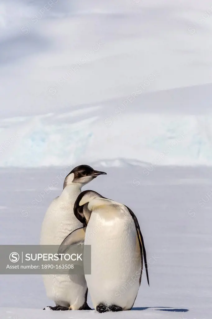 Recently fledged emperor penguins (Aptenodytes forsteri), Enterprise Islands, Antarctica, Southern Ocean, Polar Regions