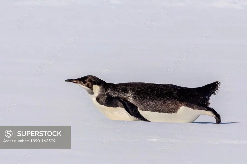 Recently fledged emperor penguin (Aptenodytes forsteri), Enterprise Islands, Antarctica, Southern Ocean, Polar Regions