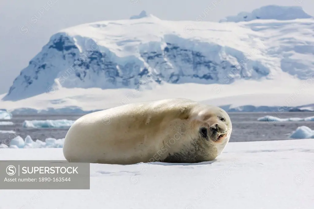Adult crabeater seal (Lobodon carcinophaga), Cuverville Island, near the Antarctic Peninsula, Southern Ocean, Polar Regions