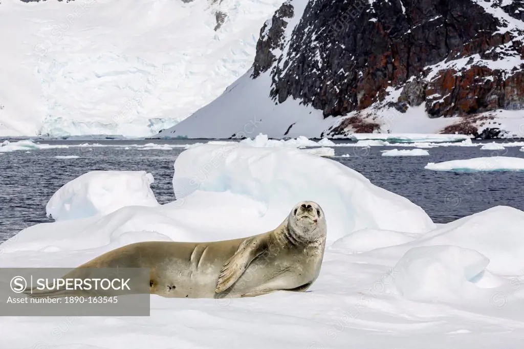 Female crabeater seal (Lobodon carcinophaga), Cuverville Island, near the Antarctic Peninsula, Antarctica, Southern Ocean, Polar Regions