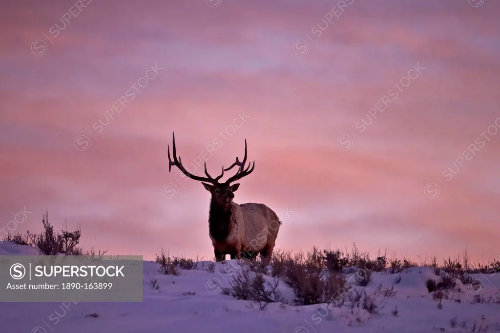Bull elk (Cervus canadensis) at sunset in the winter, Yellowstone National Park, Wyoming, United States of America, North America