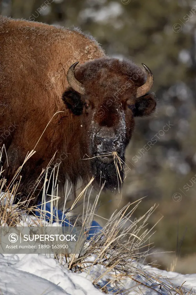 Bison (Bison bison) cow eating in the winter, Yellowstone National Park, Wyoming, United States of America, North America