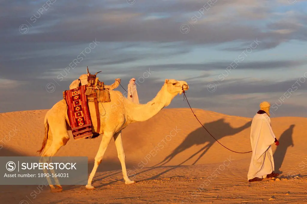 Camel driver in the Sahara, Douz, Kebili, Tunisia, North Africa, Africa