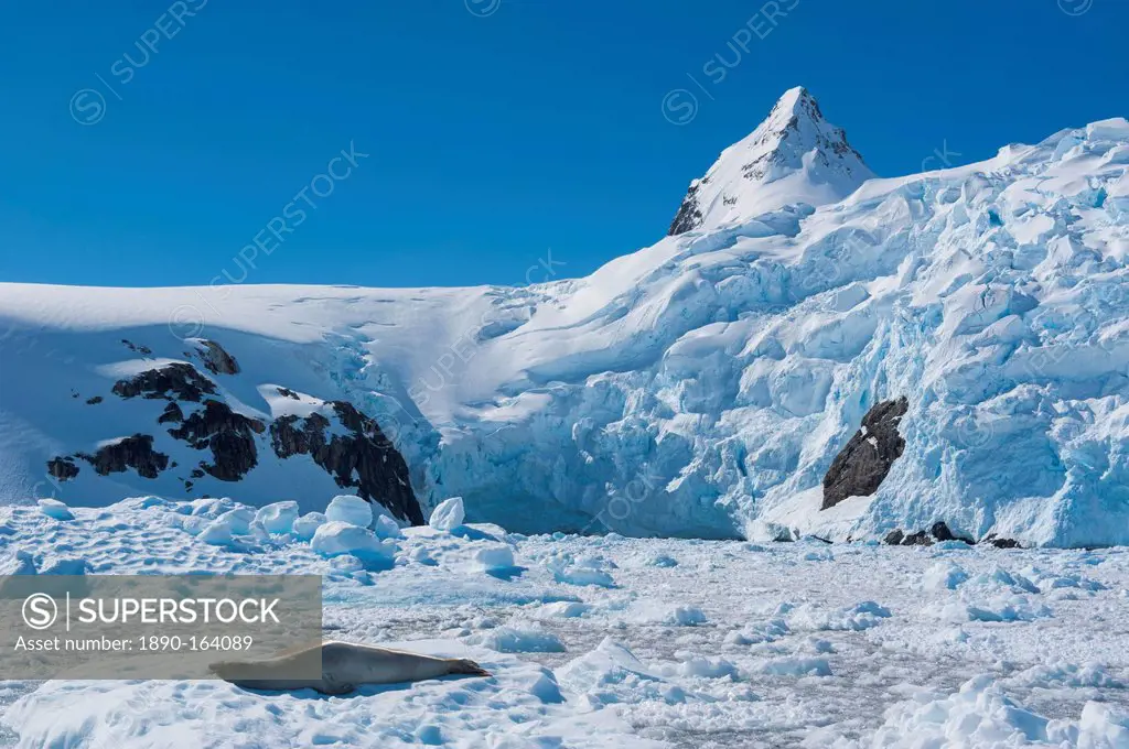 Leopard seal (Hydrurga leptonyx) in front of the glaciers of Cierva Cove, Antarctica, Polar Regions