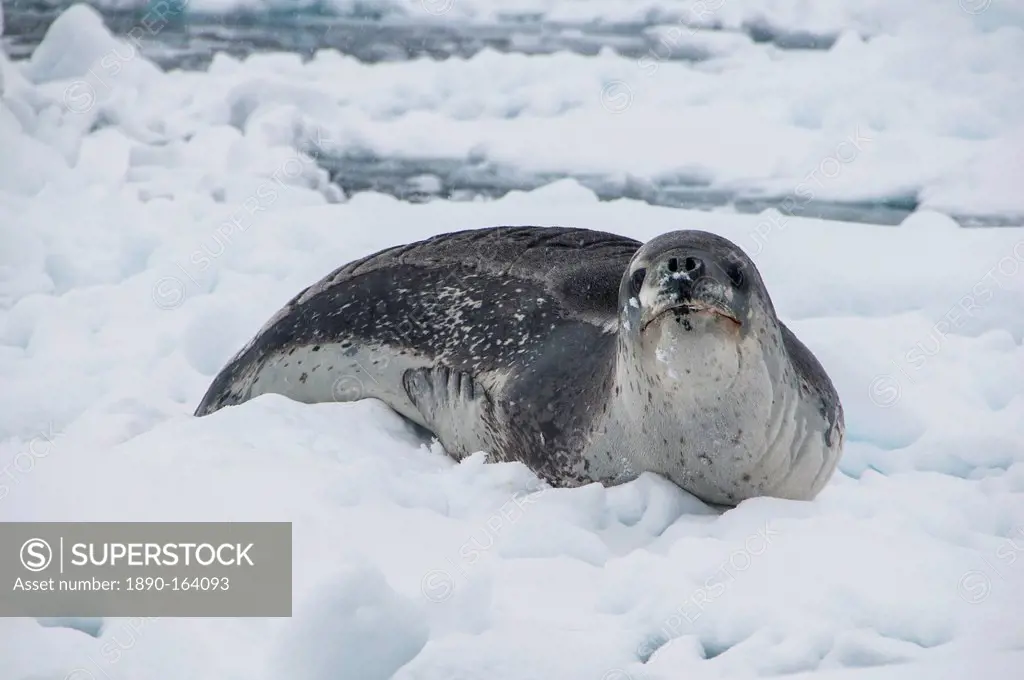 Leopard seal (Hydrurga leptonyx), Enterprise Island, Antarctica, Polar Regions