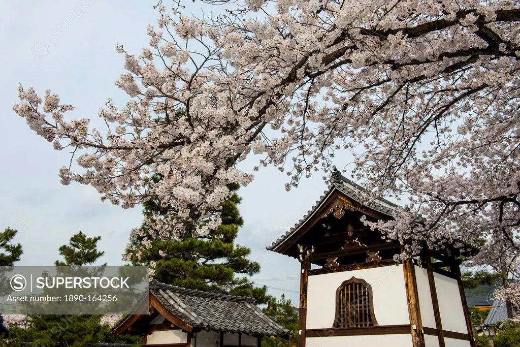 Shrine under cherry blossoms in the Geisha quarter of Gion, Kyoto, Japan, Asia