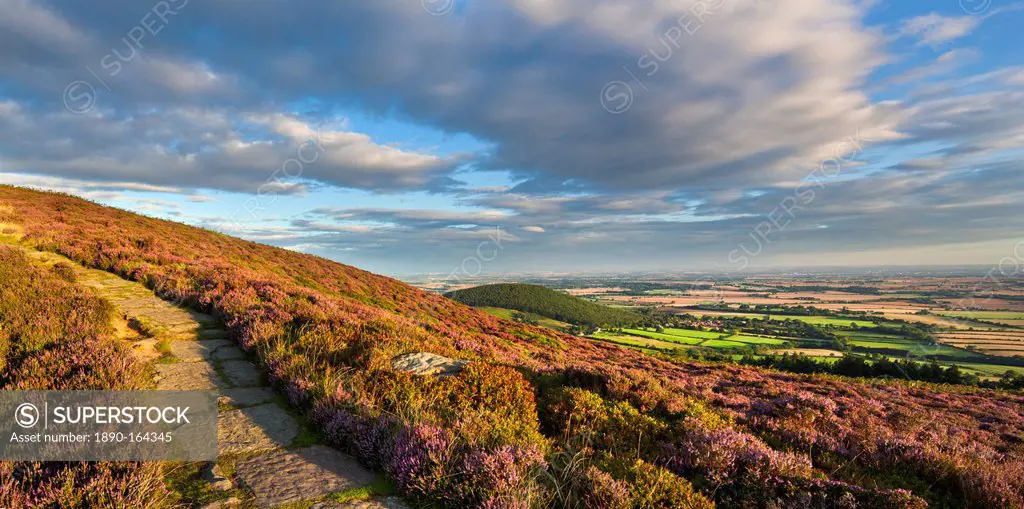 The heather clad Cleveland Way, Little Bonny Cliff and Whorl Hill, North Yorkshire, Yorkshire, England, United Kingdom, Europe