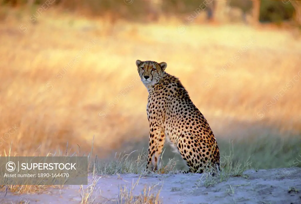 A cheetah sitting watching for approaching prey in Moremi National Park, Botswana