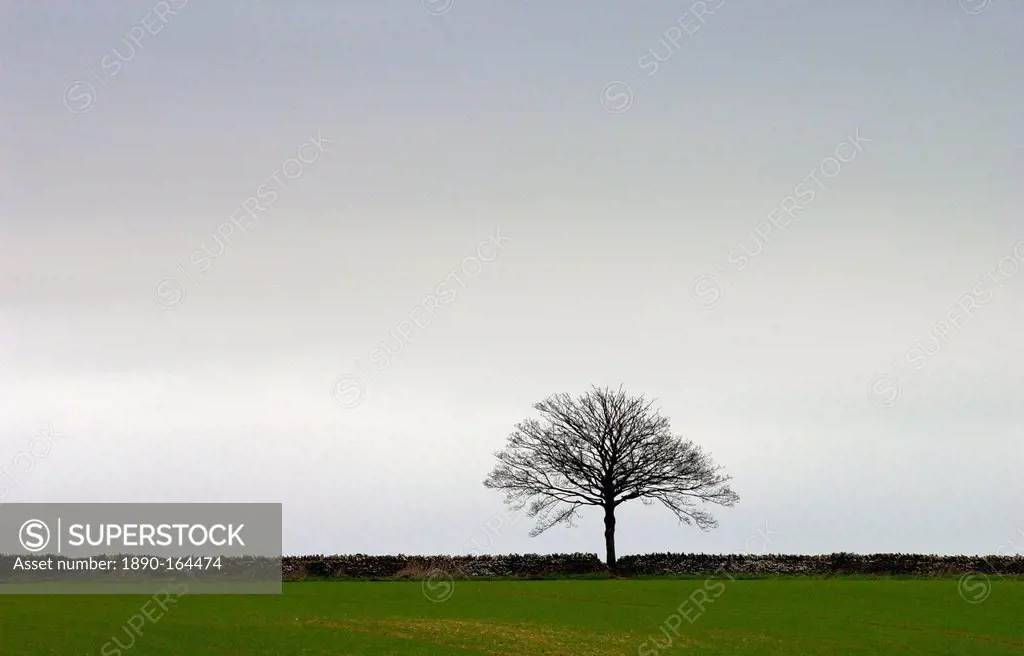A single tree on the horizon of a Stow-on-the-Wold landscape, Oxfordshire