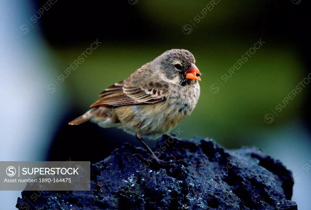 Darwin Finch bird feeding while on a rock, Santa Cruz, the Galapagos Islands, Ecuador