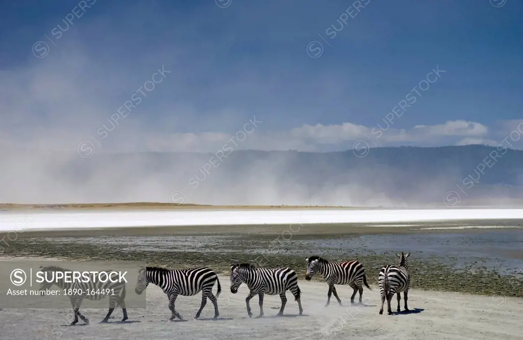 A herd of Common Plains Zebra (Grant's) by the salt pan of Lake Magadi in the Ngorongoro Crater, Tanzania