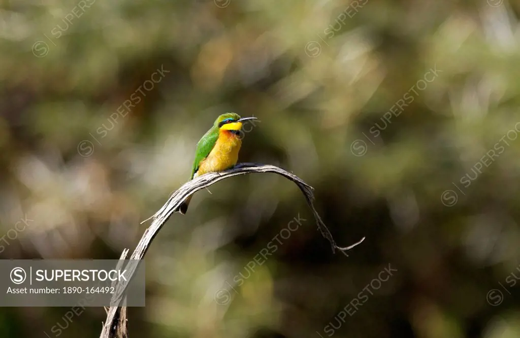 Little Bee-eater, Ngorongoro, Tanzania, East Africa