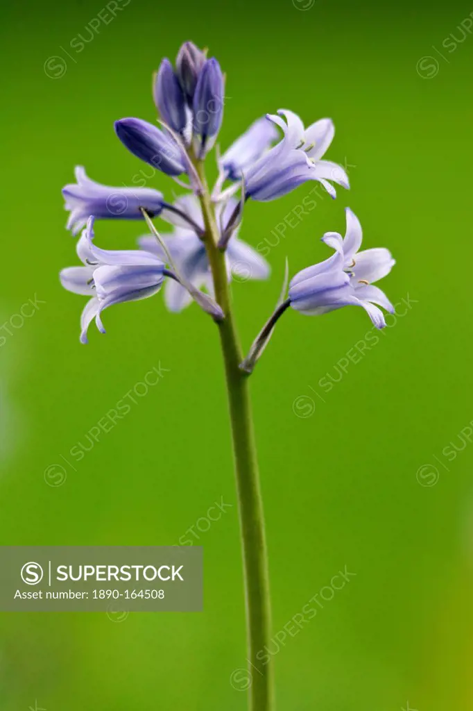 Spanish Bluebells growing in England