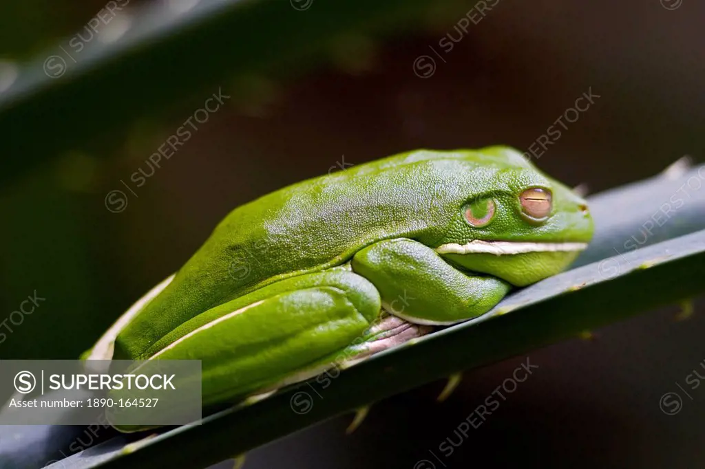 White-Lipped Green Tree Frog on palm leaf, Daintree World Heritage Rainforest, Queenland, Australia