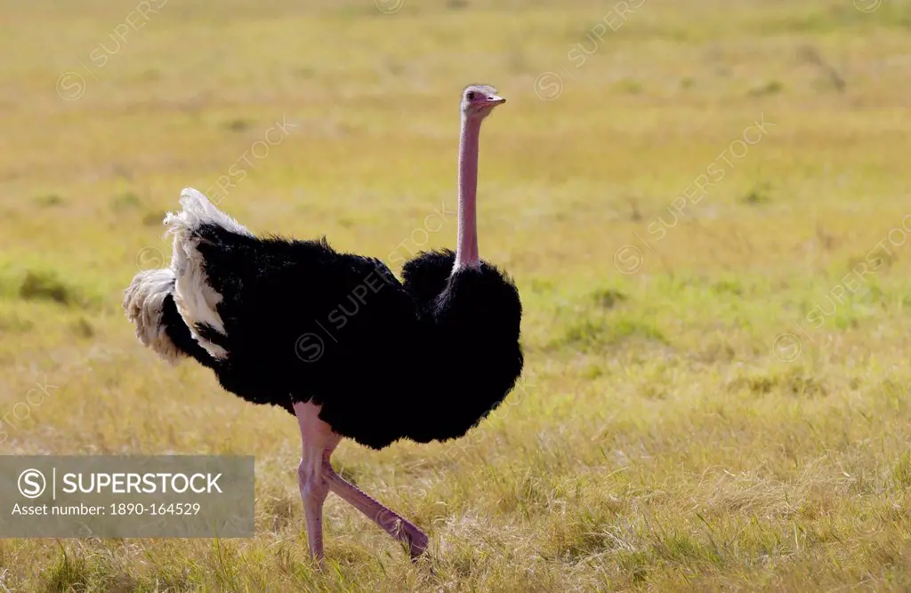 Ostrich, Ngorongoro, Tanzania, East Africa