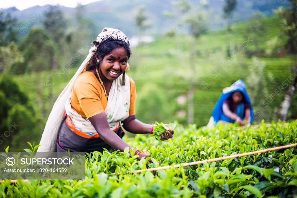 Tea picker in a tea plantation in the Hill Country, Central Highlands, Nuwara Eliya District of Sri Lanka, Asia
