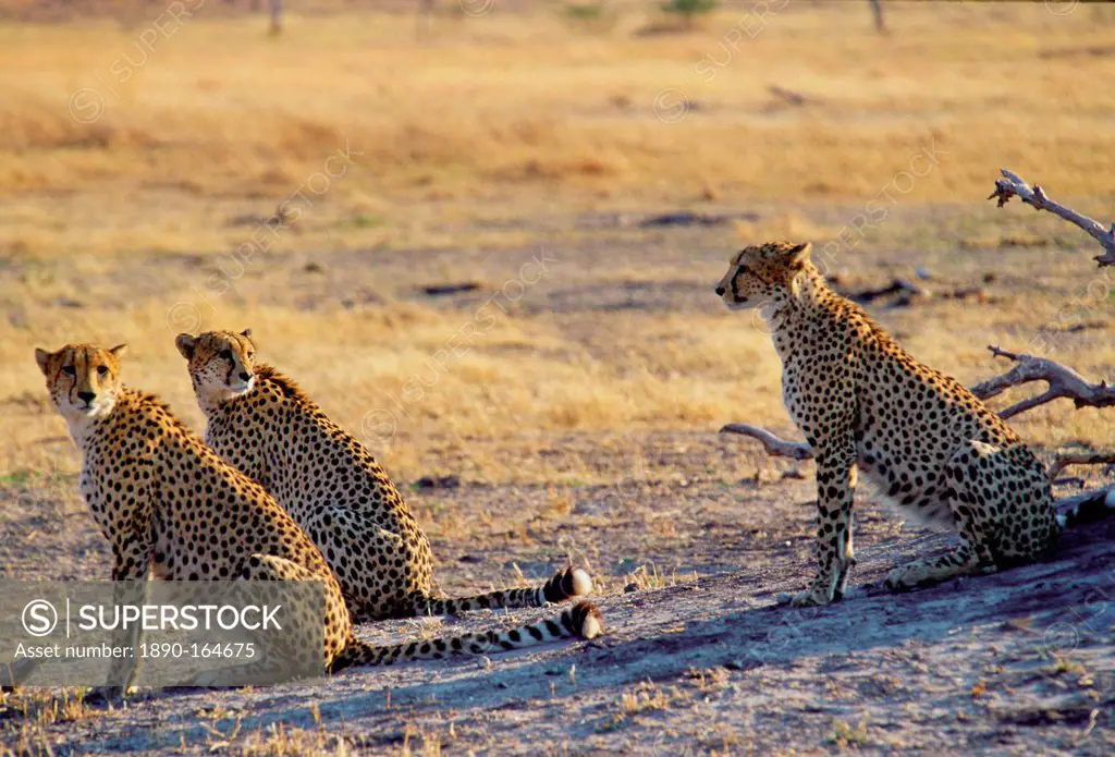 Cheetahs in Moremi National Park, Botswana