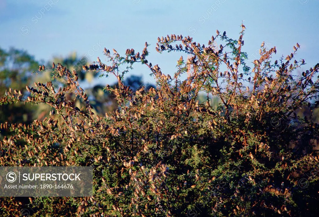 Red billed Quelea birds on a bush in Moremi National Park , Botswana