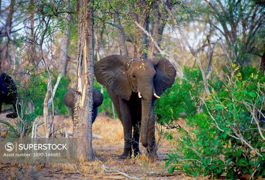 Mother elephant and calf in woodland in Moremi National Park, Botswana
