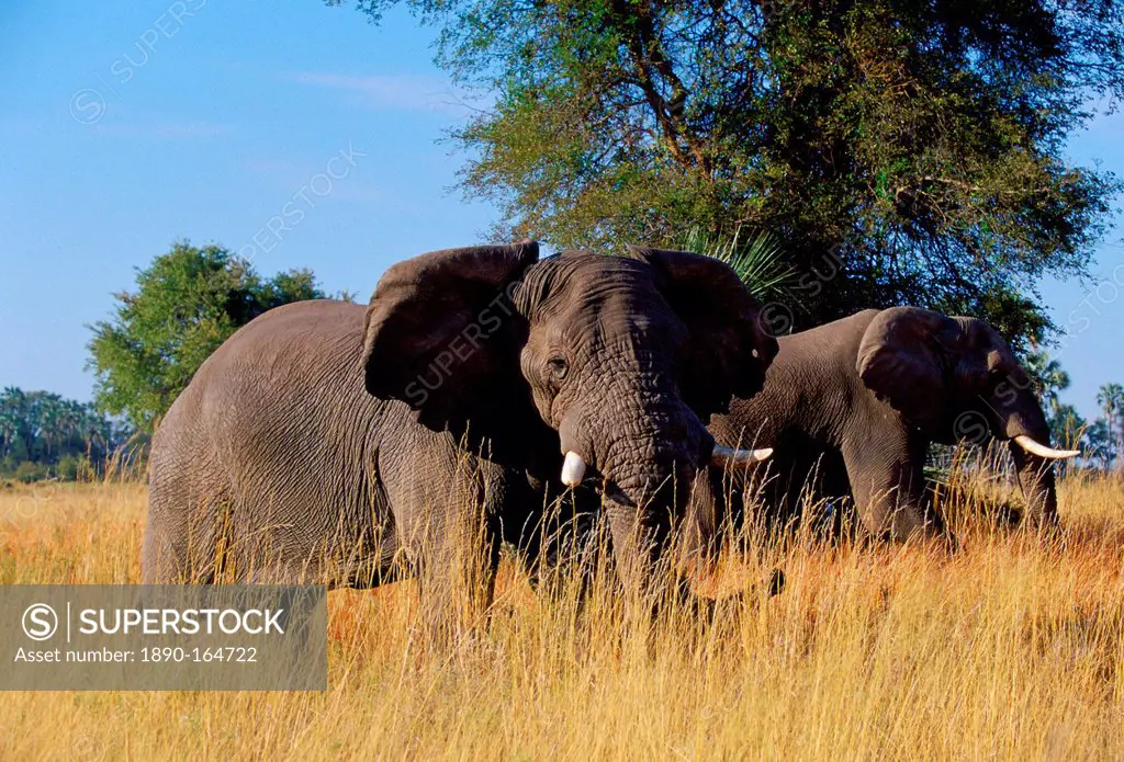Elephants in Moremi National Park, Botswana