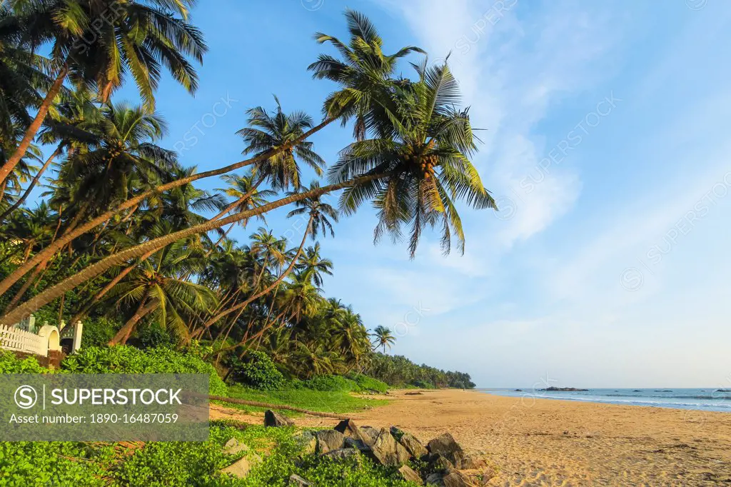 Leaning palm trees at lovely unspoilt deserted Kizhunna Beach, south of Kannur on the state's North coast, Kannur, Kerala, India, Asia