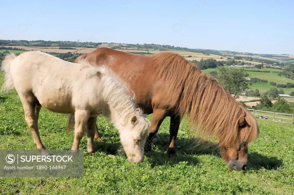 American miniature horse (Equus caballus) mare and foal grazing a hillside paddock, Wiltshire, England, United Kingdom, Europe
