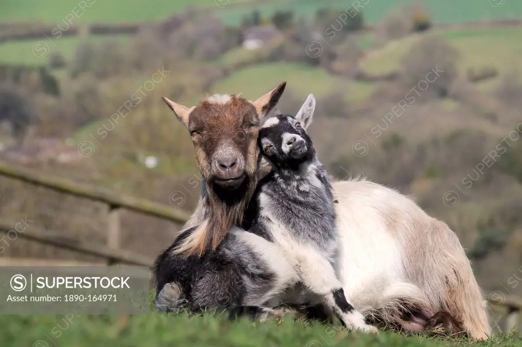 Pygmy goat kid (Capra hircus) leaning against its mother as she sits and chews the cud, Wiltshire, England, United Kingdom, Europe