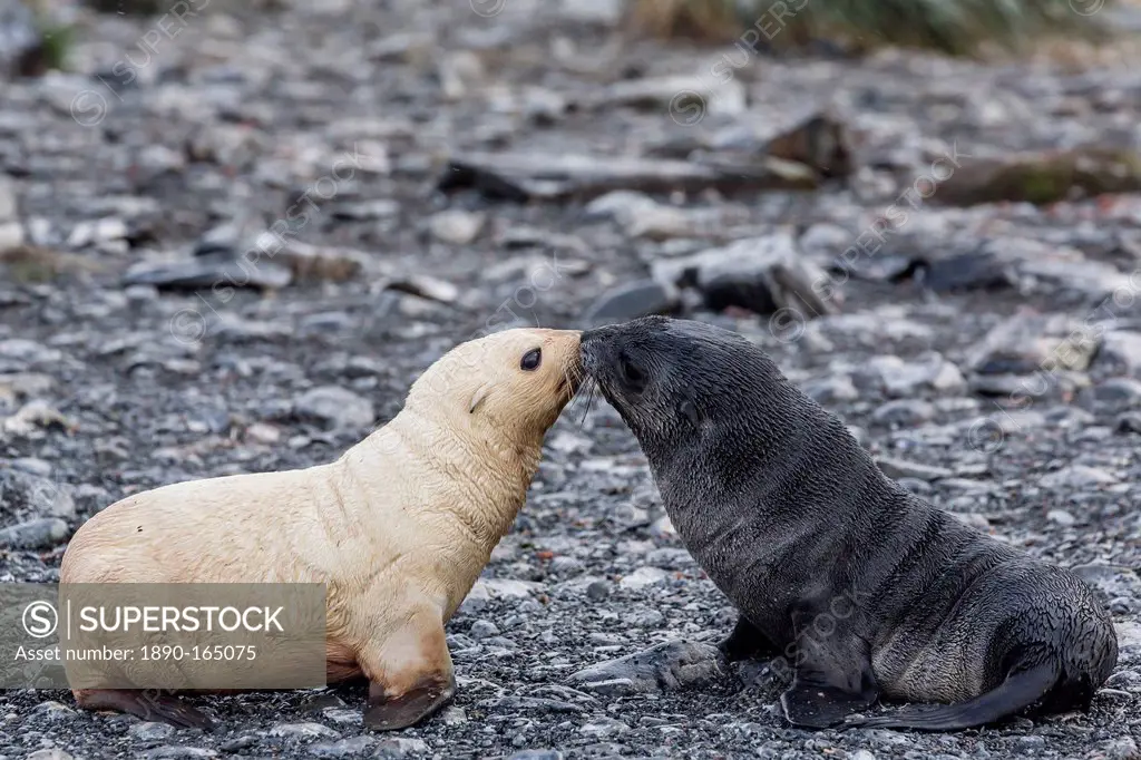 Leucistic Antarctic fur seal (Arctocephalus gazella) pup, Prion Island, Bay of Isles, South Georgia, South Atlantic Ocean, Polar Regions