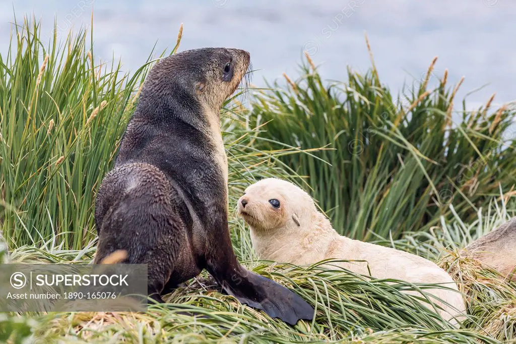 Leucistic Antarctic fur seal (Arctocephalus gazella) pup, Prion Island, Bay of Isles, South Georgia, South Atlantic Ocean, Polar Regions