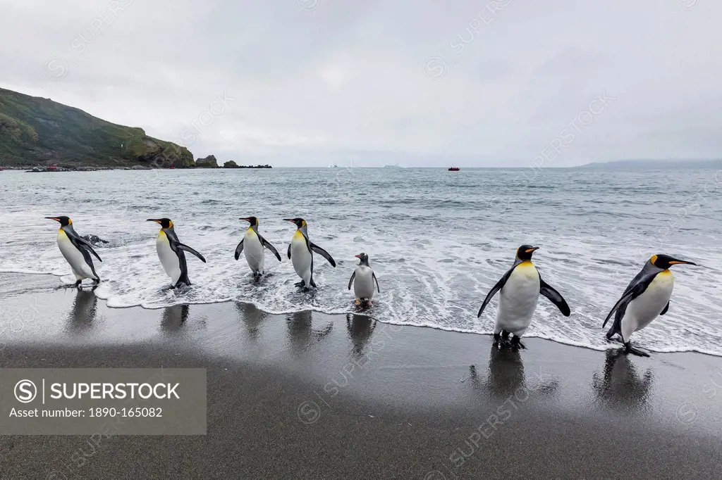 King penguins (Aptenodytes patagonicus) breeding and nesting colony at Gold Harbour, South Georgia, South Atlantic Ocean, Polar Regions
