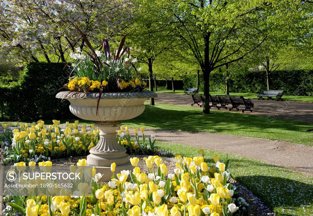 A stone urn planted with narcissus and violas and surrounded by yellow and white tulips in Regent's Park, London, England, United Kingdom, Europe