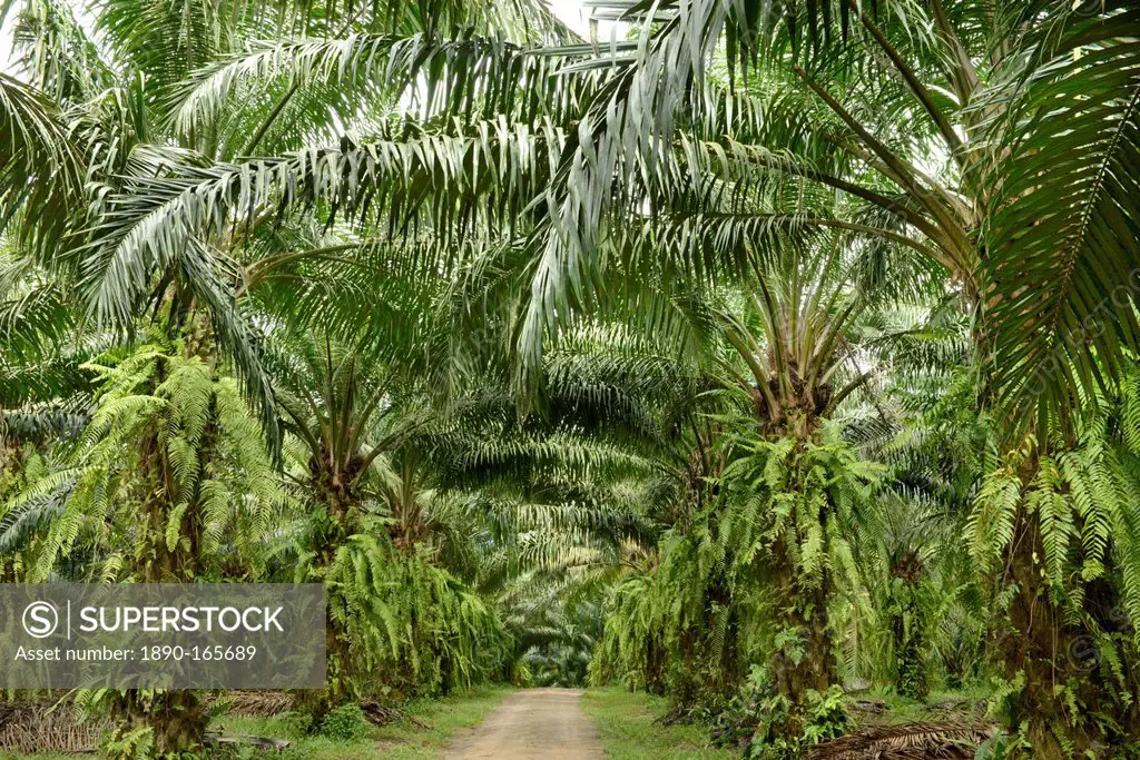 Palm oil plantation, Trang, Thailand, Southeast Asia, Asia