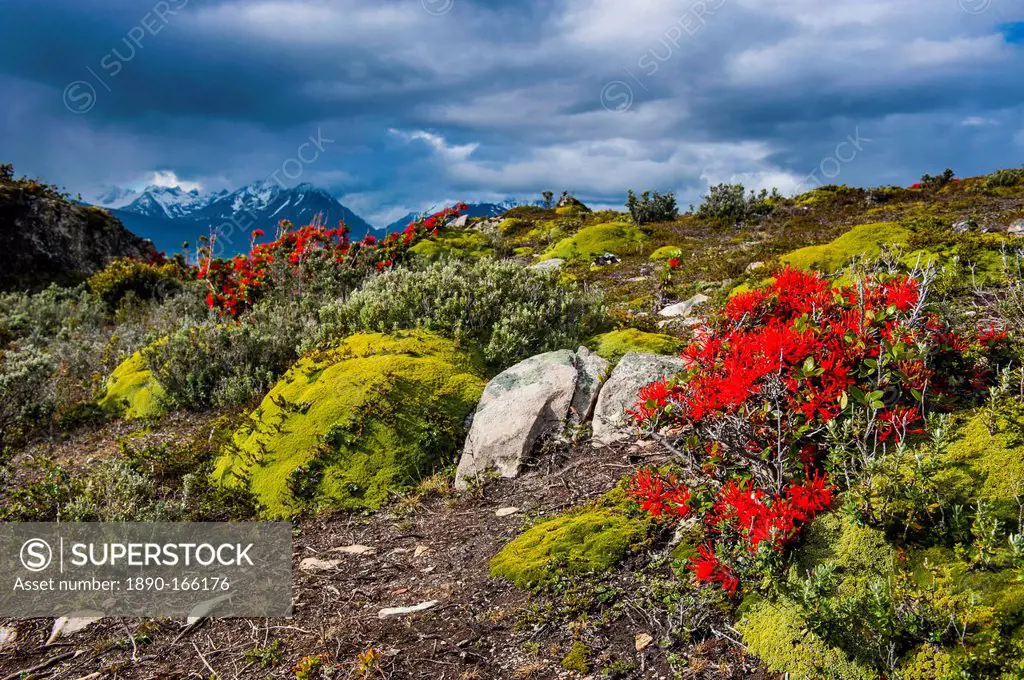 Colourful moss on an island in the Beagle Channel, Ushuaia, Tierra del Fuego, Argentina, South America