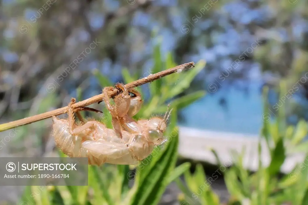 Cicada (Cicada mordoganensis) nymphal exuvium on tree trunk, Potami beach, Samos, Greece, Europe