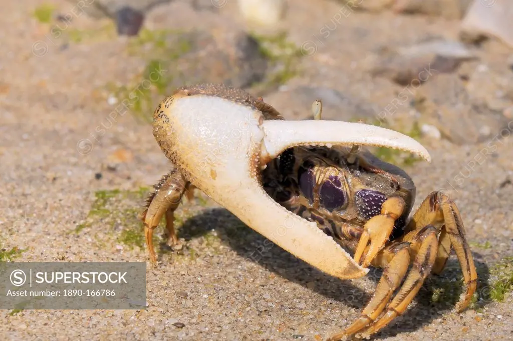 Male European fiddler crab (Uca tangeri) waving its large right claw, Tavira, Algarve, Portugal, Europe