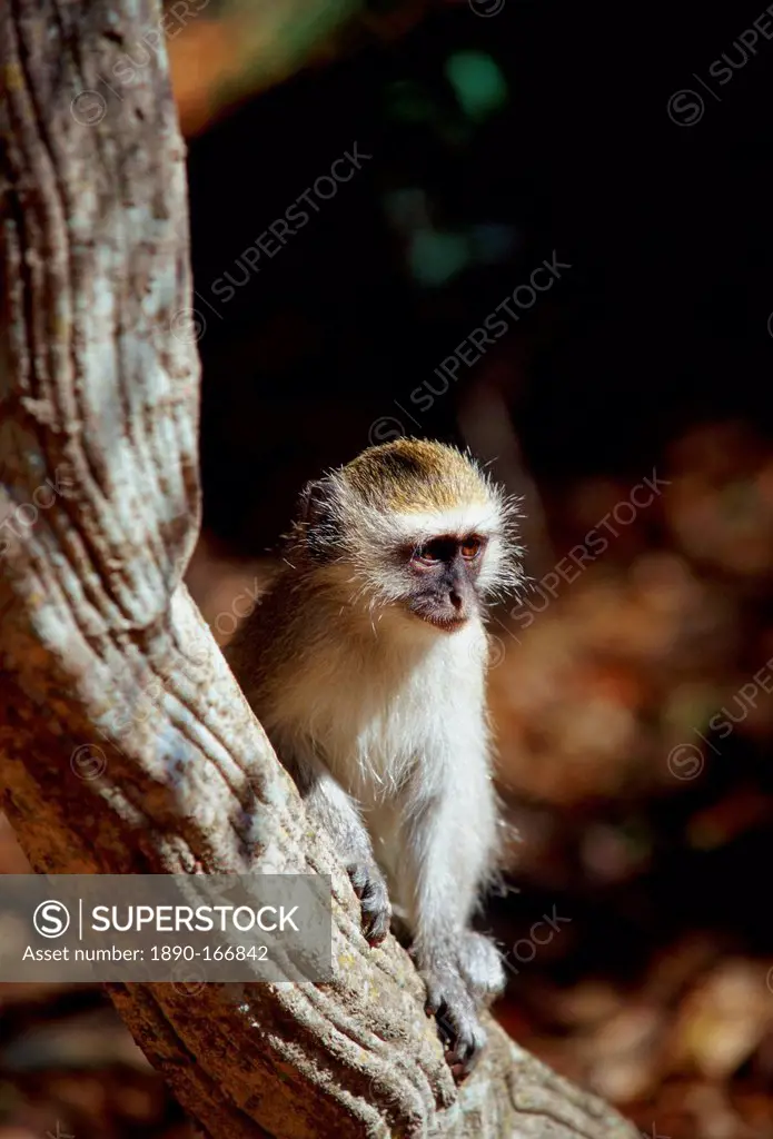 Young vervet monkey on a tree branch in Zimbabwe, Africa