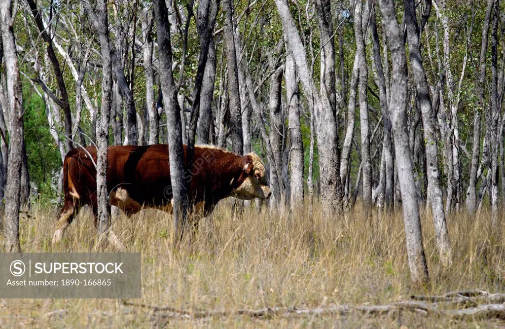 Bull walking among trees in Queensland, Australia