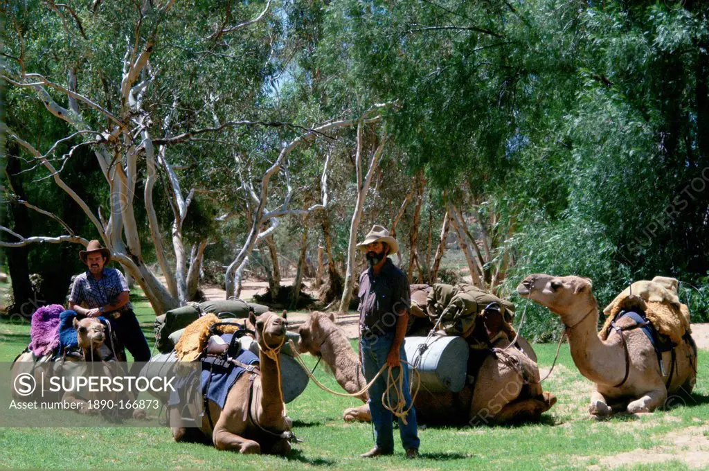 Camel drovers with their camels at Alice Springs in Australia