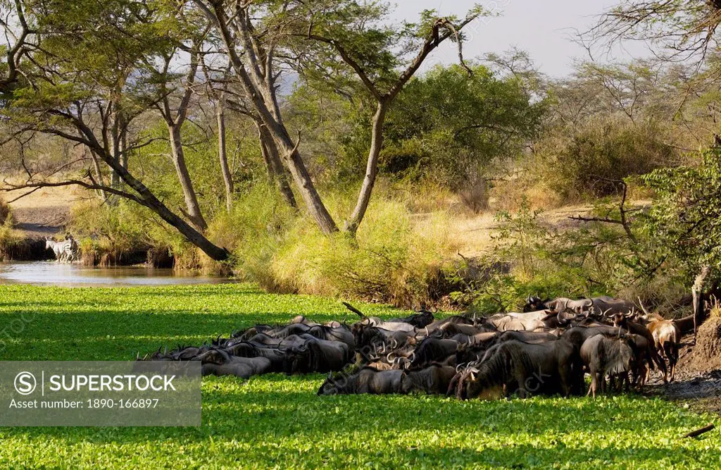 Herd of migrating Blue Wildebeest drinking, Grumeti, Tanzania