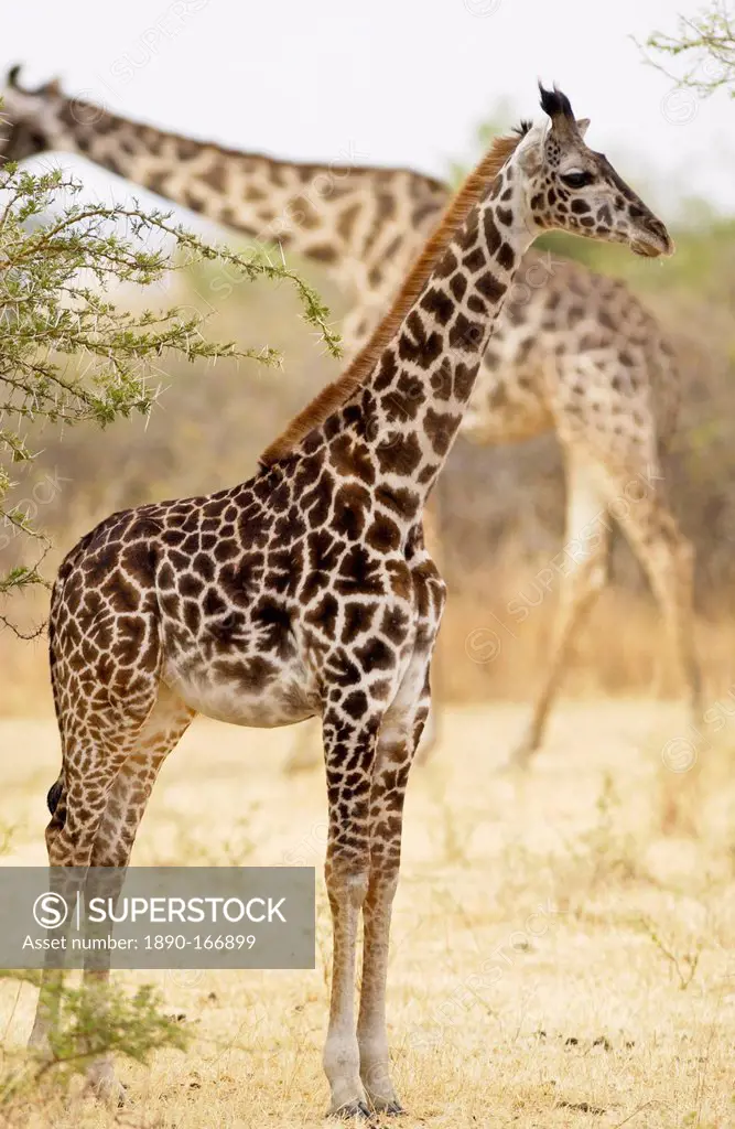Young Giraffe, Grumeti, Tanzania