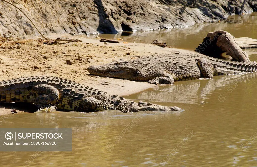 Nile Crocodiles, Grumeti River, Tanzania, East Africa