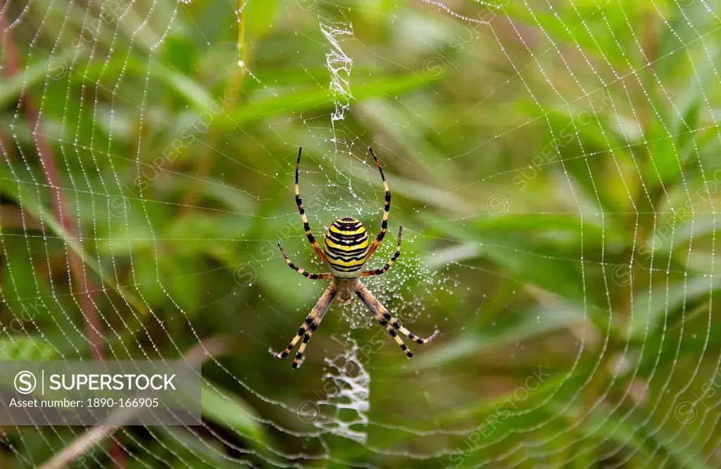 A spider spinning a dew- covered web