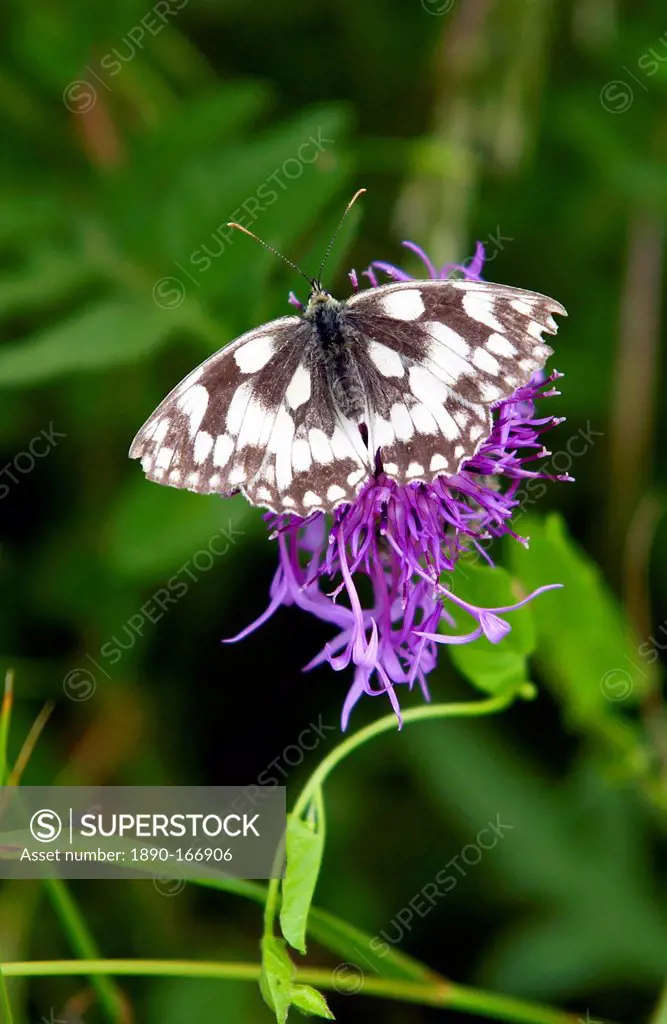 Marbled White Butterfly on Knapweed in Oxfordshire, England