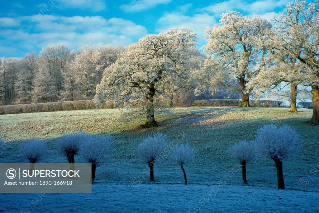 Heavy frost on trees in a field in Swinbrook, Oxfordshire in the Cotswolds area of rural England, United Kingdom