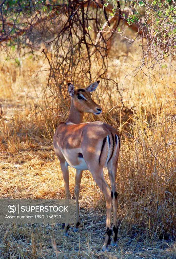 Impala looking over its shoulder watching for predators at Moremi National Park, Botswana
