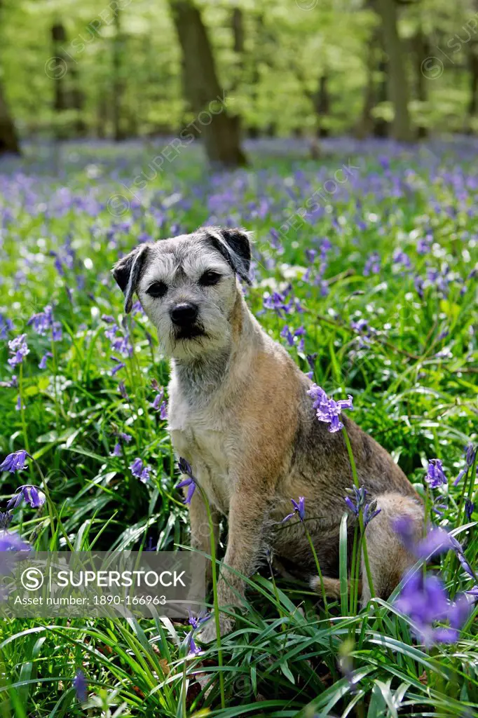 Jess, Border Terrier dog among bluebells in a wood in Oxfordshire, England
